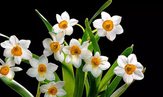 水仙花有什么特点 水仙花的特点有哪些
