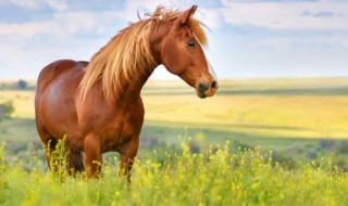 1978年属什么 1978年属什么介绍