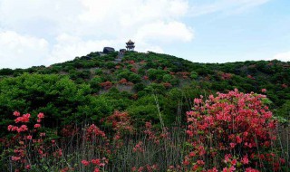 映山红如何养 多久浇一次水