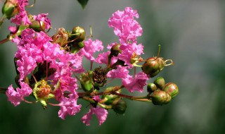 紫薇花养护技巧 紫薇花的养殖养护方法