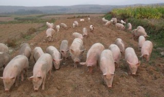 100斤的猪一天吃多少斤饲料 猪一天吃多少斤饲料