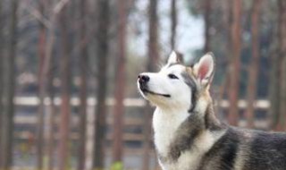 狗一岁相当于人几岁阿拉斯加犬 阿拉斯加1岁相当于人的几岁