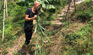 除草完不长草的方法 这种除草有什么技巧