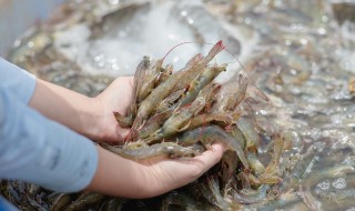 海虾的冰冻方法 海虾的冷冻方法是什么