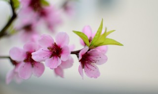 花开见佛的意思 花开见佛的释义