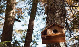 防水鸟房制作方法 怎样制作鸟屋