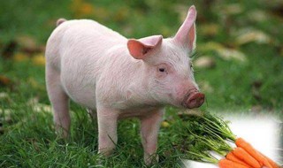 猪催肥最快方法 猪催肥最快方法是什么