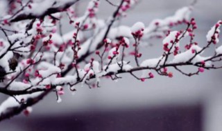 傲雪寒梅的意思 傲雪寒梅释义