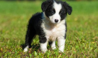 边牧为什么不能当警犬 什么原因不能用边牧当警犬