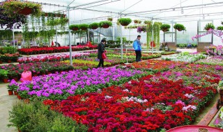 北京鲜花批发市场在哪 北京鲜花市场地址