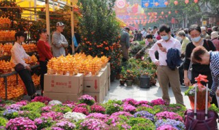 彼岸花的种植方法是什么 彼岸花的种植方法介绍