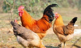 养殖鸡的土方法 鸡如何养殖
