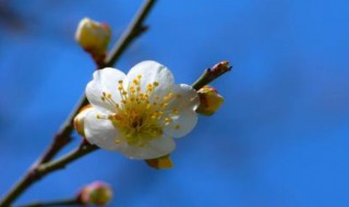 梅花香自苦寒来的特点 梅花香自苦寒来是哪种梅花