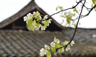 清明节祭祀注意事项 清明节祭祀的禁忌