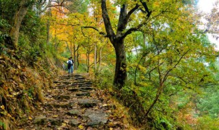 南黄古道看枫叶什么时间好（红枫古道几月最红）