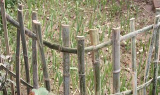 竹篱笆捆扎方法（交叉竹篱笆的扎法教程）