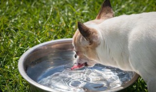 小狗喂水的正确方法 小狗如何喂水