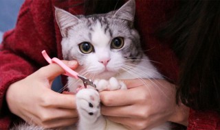 怎样给猫剪指甲（怎样给猫剪指甲 需要打磨吗）