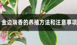 瑞香的种植及养护方法（瑞香的栽培养护技术）