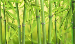 怎么解决竹子野蛮生长 如何破坏竹子生长