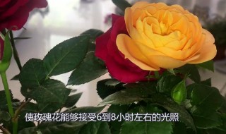 家庭玫瑰花种植方法（在家种玫瑰花种植方法全过程）