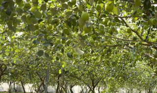 果树培育技术 果树育种技术