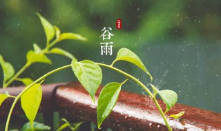 谷雨有什么习俗活动（谷雨节有什么风俗）