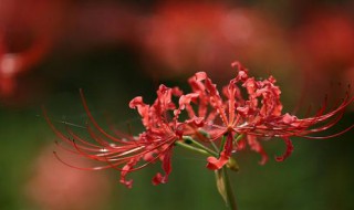 什么花没叶子?? 竟然真的有这种花