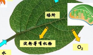 初一生物光合作用公式 初一生物光合作用的化学式