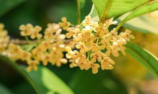 桂花夏季浇水方法（桂花夏季怎么浇水）