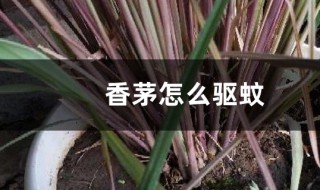 柠檬香茅草如何做驱蚊草 柠檬香茅草驱蚊吗