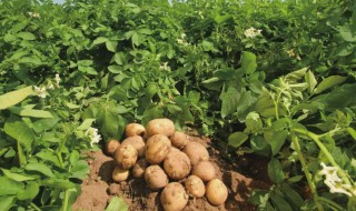 土豆种植的方法 土豆种植的方法有哪些