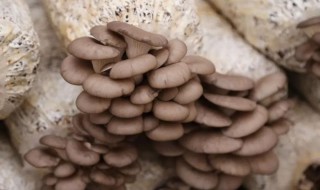 木条种植平菇技术方法 木条种植平菇技术方法视频