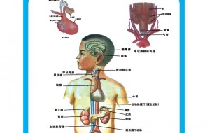 五藏六府指哪些（五藏六府指哪些脏器）