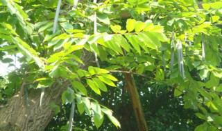 种植大树的方法和技巧 大树栽植的具体步骤