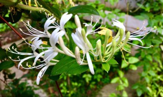 金银花蜂蜜食用方法（金银花蜂蜜食用方法和用量）