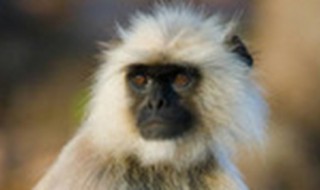 白头叶猴是几级保护动物 白头叶猴属于濒危动物吗