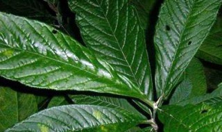 走马胎的营养价值 走马胎的营养价值高吗