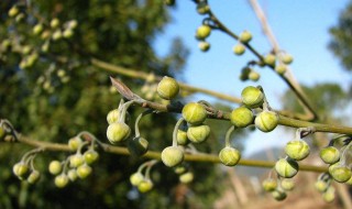 山胡椒油怎么使用 山胡椒油怎么使用最好