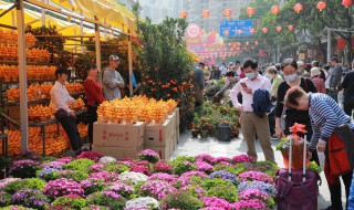 茶花枯叶怎么办（茶花枯枝枯叶怎么救治）