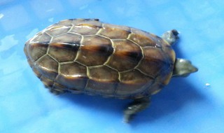 乌龟冬眠前多长时间断食 乌龟冬眠前停食多久