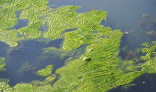 解决藻类大量爆发的方法 解决藻类大量爆发的方法是