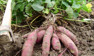 红薯栽培技术（红薯栽培技术与施肥管理）