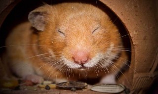 仓鼠冬眠吗 银狐仓鼠冬眠吗