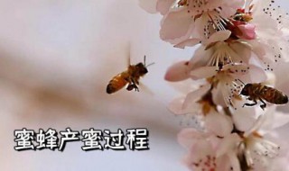 蜜蜂是怎么采蜜的 蜜蜂是怎么采蜜的过程