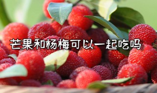 芒果和杨梅可以一起吃吗 芒果和杨梅可以一起吃吗?