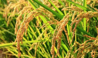 水稻怎么施肥高产 水稻怎么施肥高产多肉