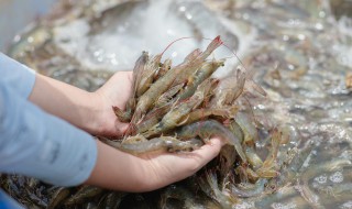 豉油河虾怎么弄 酱油河虾的做法大全窍门