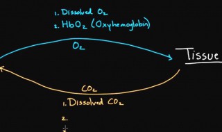 bohr效应是指（bohr effect）