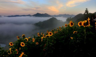 向日葵种子种植方法全过程 向日葵花种子种植方法